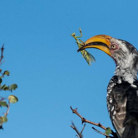 クラセリー・プライベート自然保護区 Africa On Footヴィラ エクステリア 写真