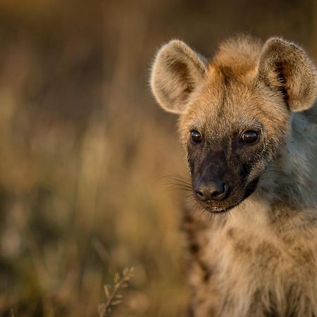クラセリー・プライベート自然保護区 Africa On Footヴィラ エクステリア 写真