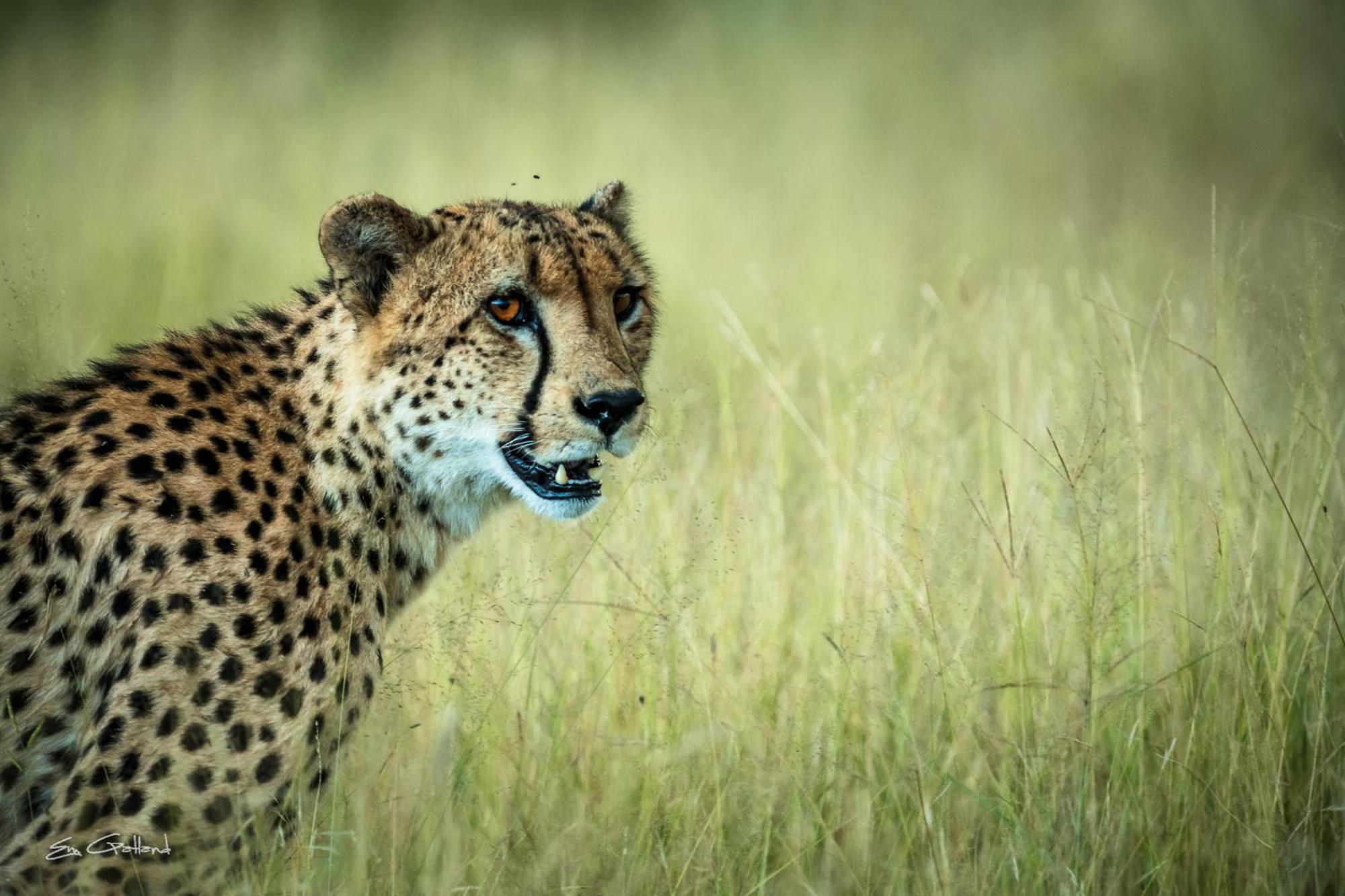 クラセリー・プライベート自然保護区 Africa On Footヴィラ エクステリア 写真