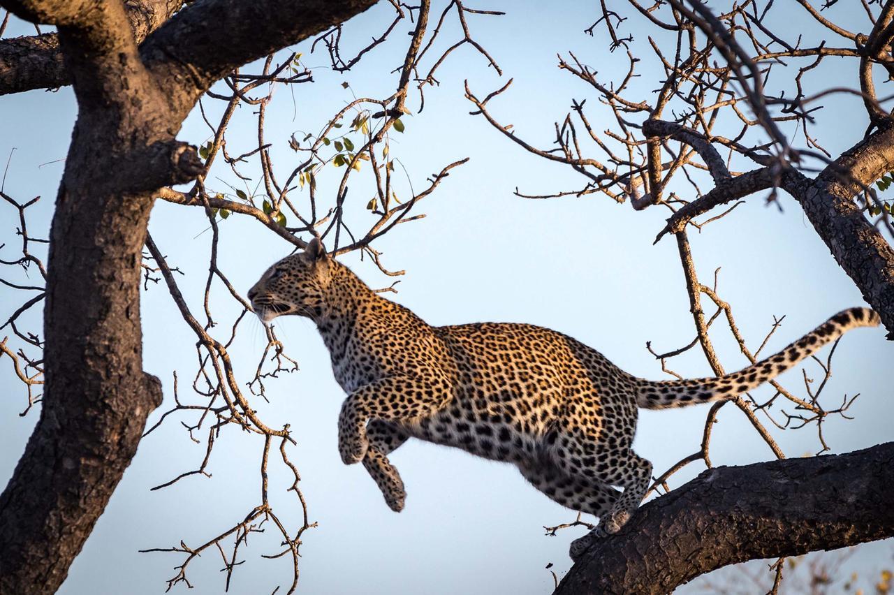 クラセリー・プライベート自然保護区 Africa On Footヴィラ エクステリア 写真
